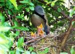 Neuntöter am Nest