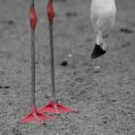 Flamingo 1x1