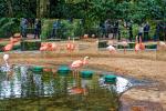 Flamingos im Parque des Aves