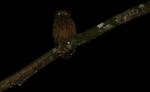 Buffy fish owl (Malaysia - Borneo)