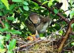 Sperbergrasmücke am Nest