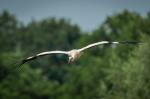 Storch3
