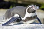 Pinguin auf Sonnenplatz