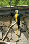 Papagei Zoo Straubing