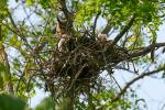 Waldohreulen im Nest