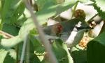 Klappergrasmücke Altvogel -nur zur Artbestimmung-