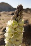 (74)	Bisti Badlands: auch hier gibt’s Blüten in der Wüste