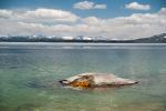 (149)	West Thumb Geyser Basin – sanft sprudelnder Geyser im See
