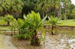 Pond Mauritius