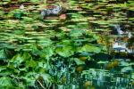 Kleiner Teich mit Seerosenblättern