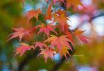 Herbst in Japan