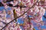 jap.Brillenvogel mit Kirschblüten