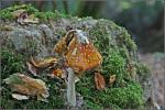 Pilz im Herbstwald