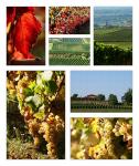 Weinwanderung bei Freinsheim (Collage)