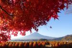Herbst am Fuji