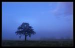 Baum im Nebel im Morgengrauen