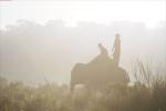 Nepal - Arbeitselefant im Morgennebel