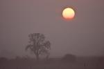 Sonnenaufgang bei Nebel II
