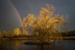 Der goldene Regenbogenbaum ohne Blesshuhn