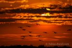 Sonnenuntergang mit Pfeifenten im Kakadunationalpark