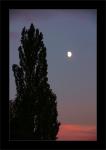 Sonnenuntergang 4: Baum und Mond