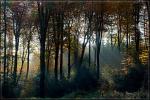 Herbstwald 4b