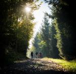 Herbstwald_hike