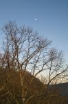 Karger Baum mit neuem Mond