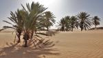 Palmen in Sahara-Dünen