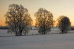 Winterlandschaft mit 3 Bäumen