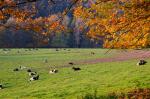 Herbst und müde Kühe