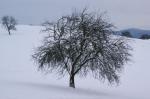Baum im Schnee.