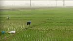 Reisfelder Vietnam