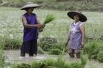 Reisbauern in Bohol 1