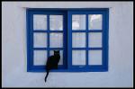 Blaues Fenster - Schwarze Katze