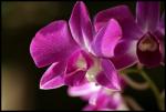 Orchidee2