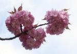 Blüten des Japanisches Kirschbaum-1