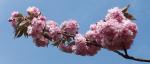 Blüten des Japanisches Kirschbaum-2