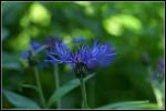 Blume Blau