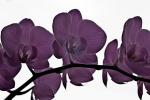 Orchidee Lila