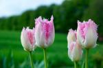 Tulpen (im Garten)