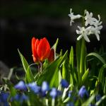Tulpe mit Umgebung