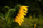 Sonnenblume10