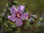 Hibiscus syriacus Blumenstrauch
