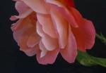 Rose ploychrom