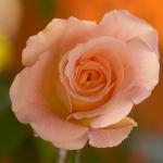 Duftrose in rose "Augusta Luise"