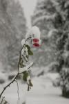 Einsame Rose im Schneegestöber