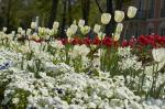 Spalier der Tulpen (weiß)