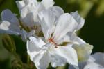 strahlend weiße Pelargonienblüte