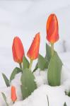 Tulpe im Schnee 2